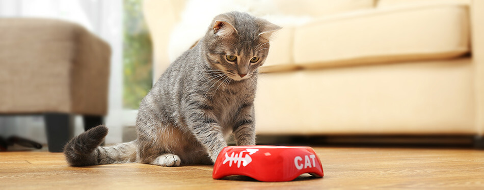 Cute cat eating food at home