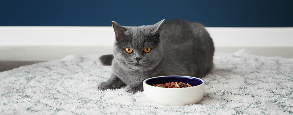 Cute cat lying near bowl with food on floor at home