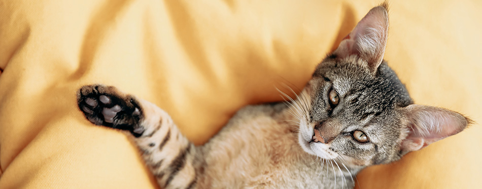 Cute sleepy Chausie cat with open eyes on a yellow background