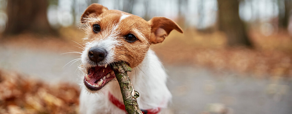 Dog have fun in autumn forest, gnaws wooden branch