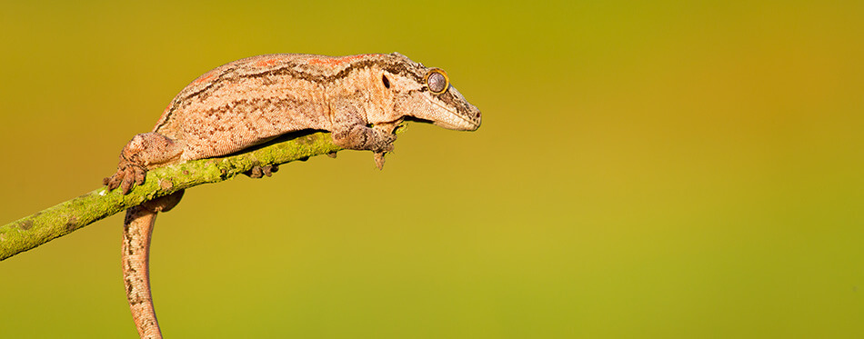 Gargoyle gecko or New Caledonian bumpy gecko (Rhacodactylus auriculatus) is a species of gecko found only on the southern end of the island of New Caledonia.
