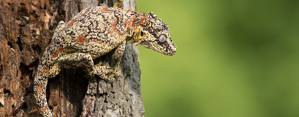 Gargoyle gecko or New Caledonian bumpy gecko (Rhacodactylus auriculatus) is a species of gecko found only on the southern end of the island of New Caledonia.