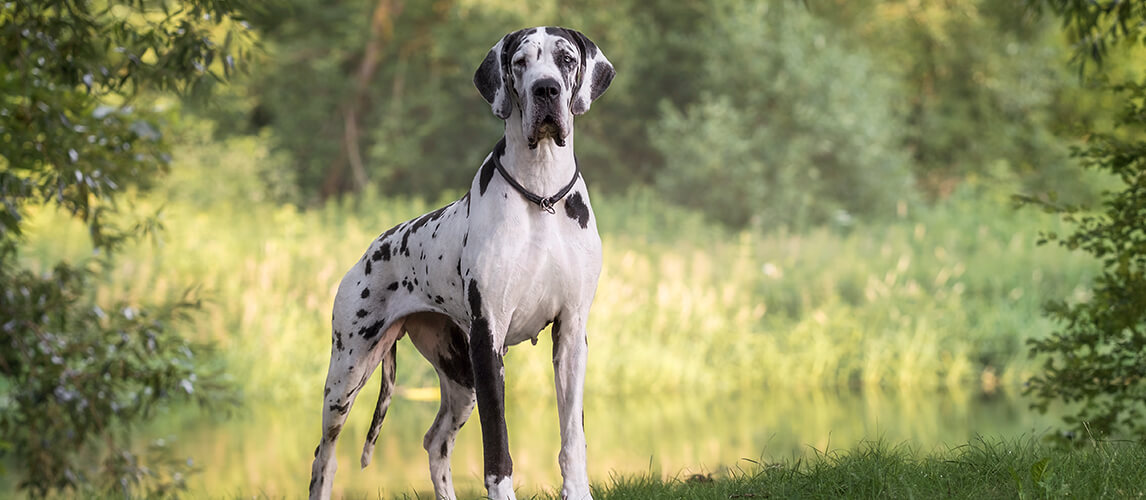 Great dane in beautiful landscapes