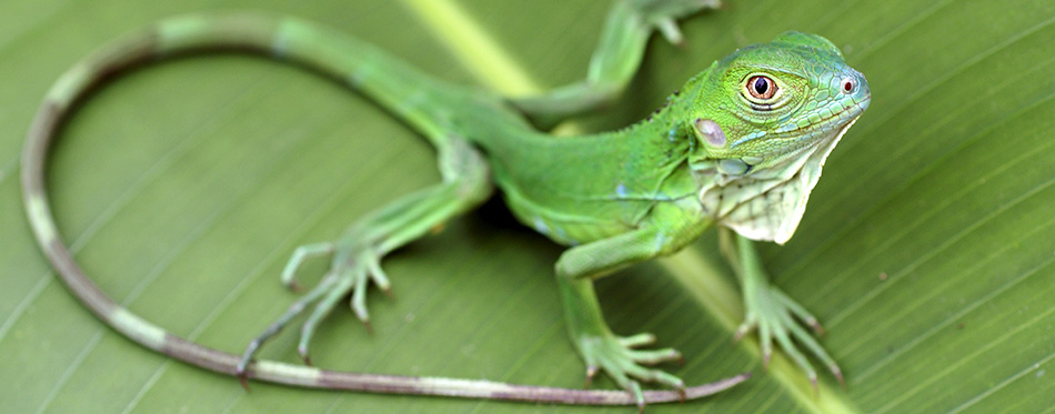 Green iguana