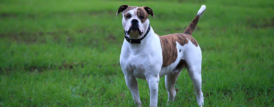 Grown american bulldog in green grass on field. 