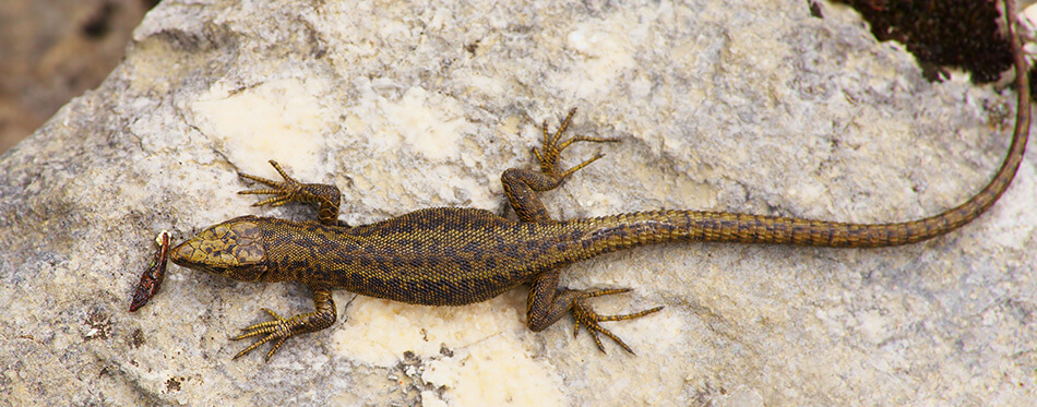 Lizard on the Stone