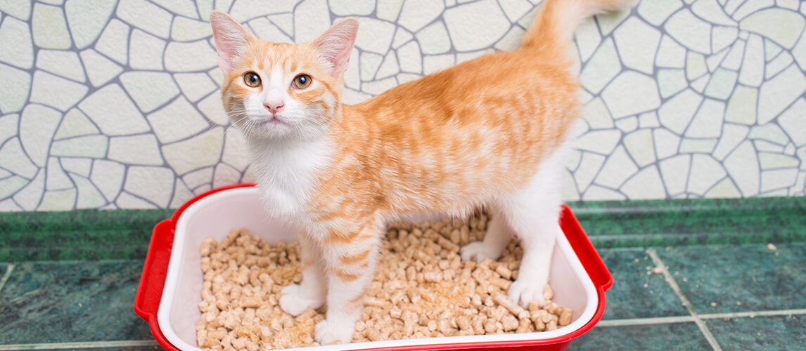 Red-haired cat in the toilet