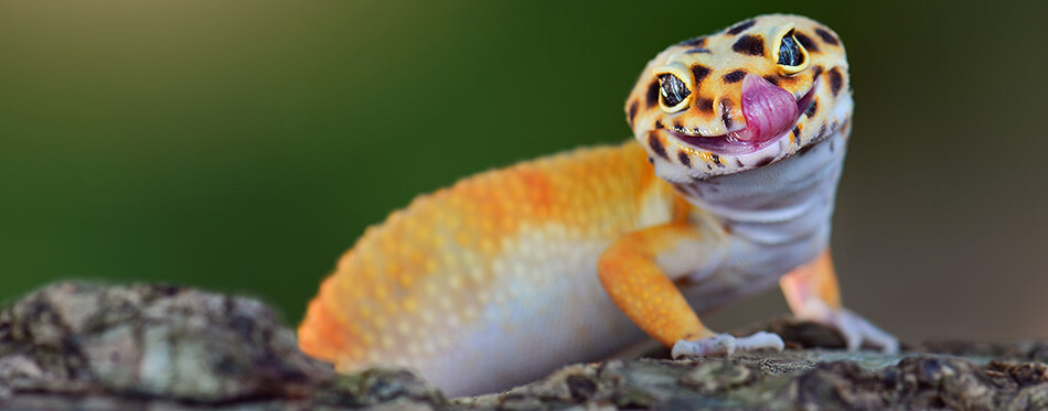 The gecko leopard is smiling funny