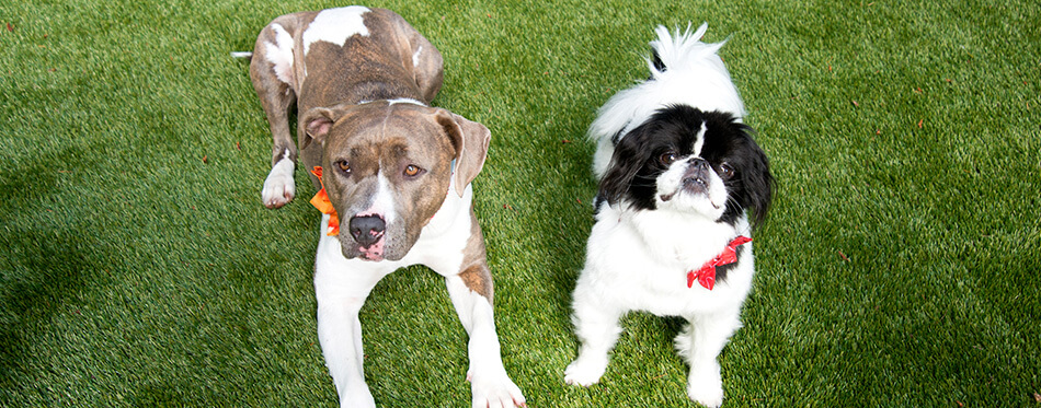 Two Dogs Large and Small Laying on Green Lush Grass Waiting for Treats