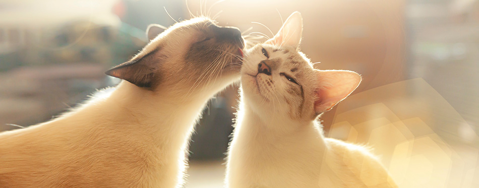 Two cats loving each other , Cleaning by licking hair.