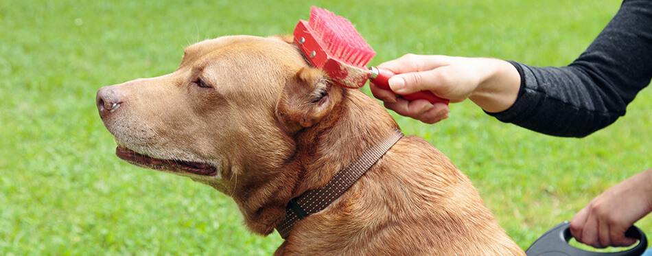 Woman brushing her brown pitbull.