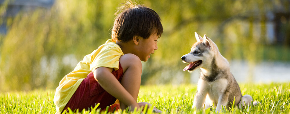 Young Asian boy playing with Alaskan Klee Kai puppy sitting on grass