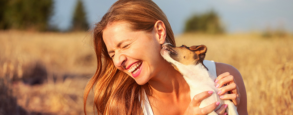 Young woman holding Jack Russell terrier puppy on her hand, trying to pose, but the dog is licking and chewing her ear and hair.