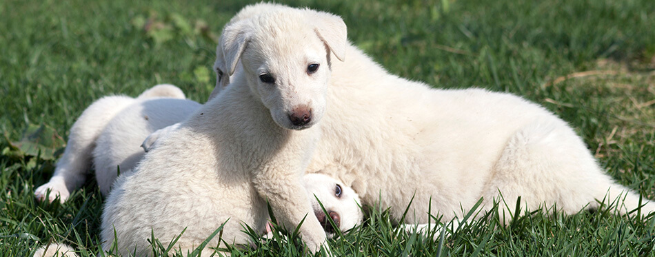 akbash dog puppies are playing