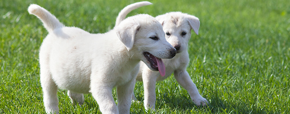 akbash dog puppies