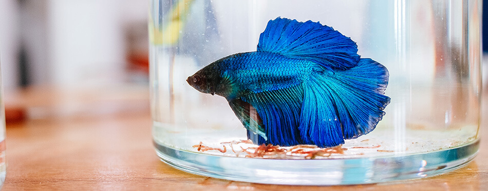 betta fish in the jar