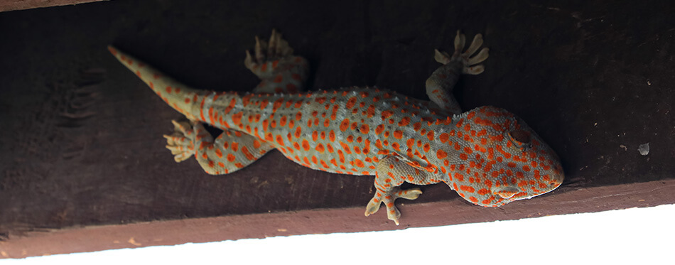 A big tokay gecko (Gekko gecko) is climbing on the wood house roof. It is a nocturnal arboreal gecko in the genus Gekko, the true geckos. It is native to Asia and some Pacific Islands.