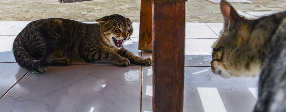 Angry cat, hissing, before fight with another cat under the table.