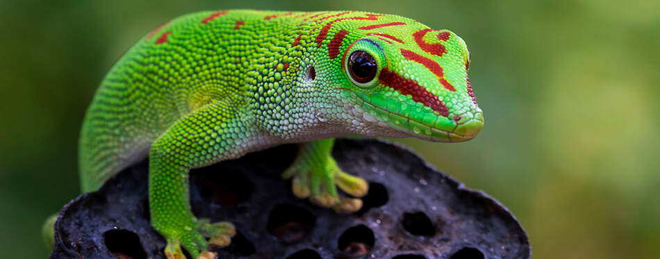 Beautiful color madagascar giant day gecko on dry bud, animal closeup