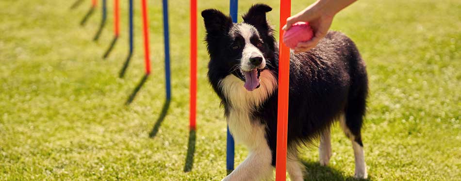 Border collie dog and a woman on an agility field