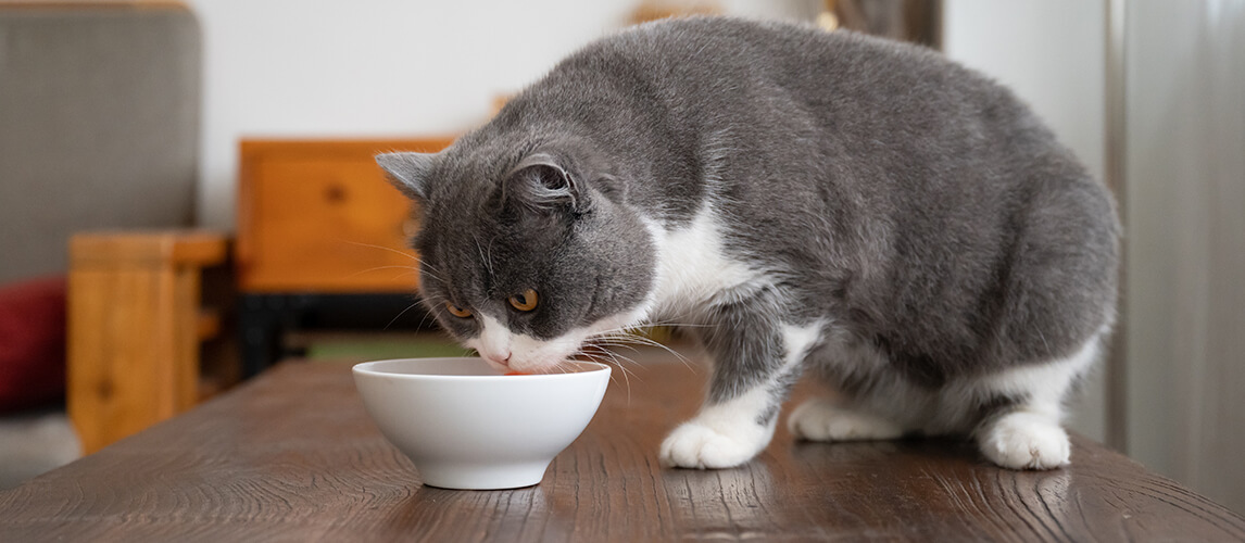 British shorthair cat eating on the table
