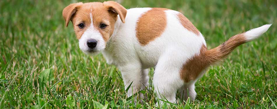 Cute Jack Russell Terrier dog puppy doing his toilet, in the grass