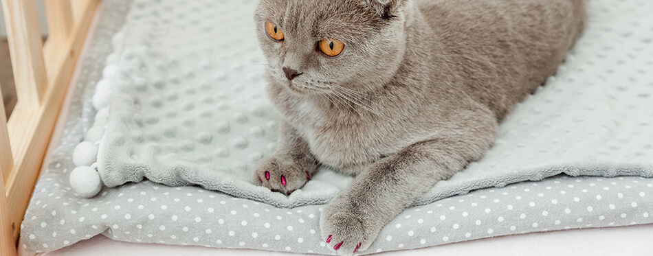 Cute grey Scottish fold cat with pink silicone caps on the cat's claws. Protecting furniture in the home from being damaged.