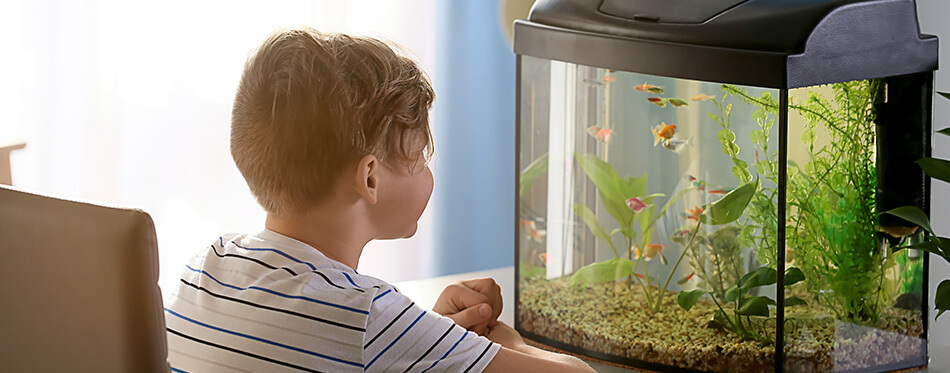 Cute little boy looking at fish in aquarium