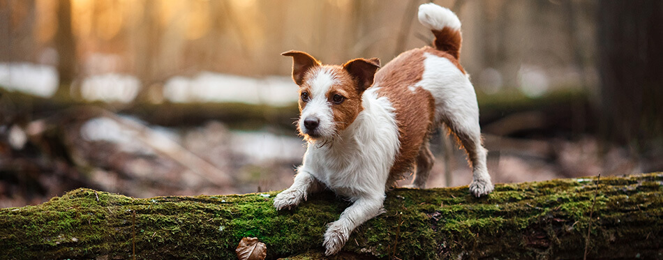 Dog breed Jack Russell Terrier walking in the forest