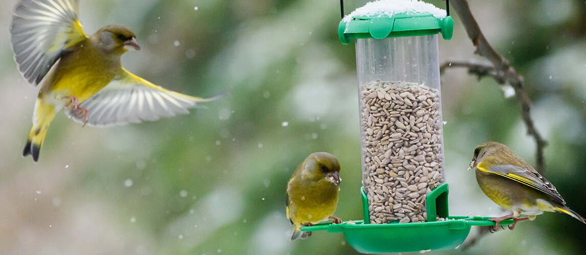 European greenfinch (Chloris chloris) birds fighting for food at bird feeder.