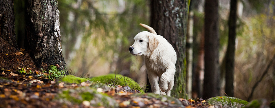 Golden Retriever in the woods, the lake, the dog on the nature