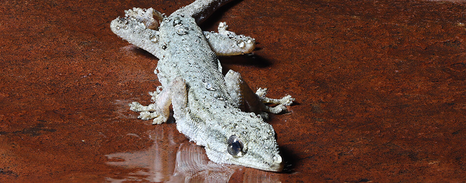 Hemidactylus mabouia, the House Gecko