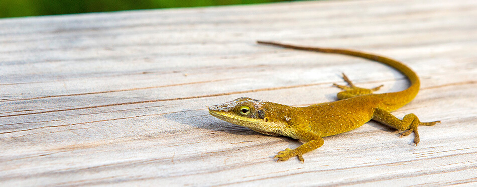 House gecko crawling on a wooden railing