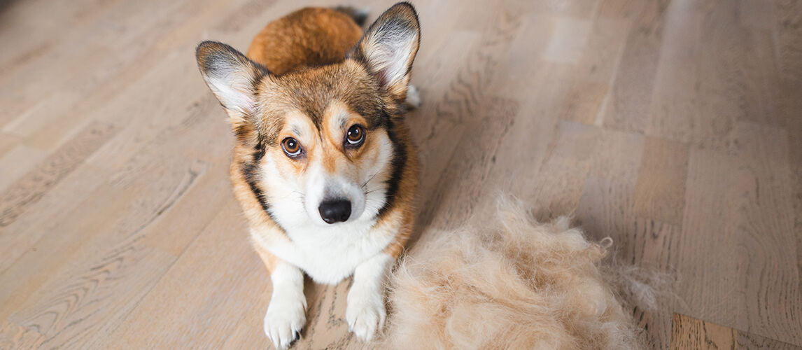 do corgi puppies shed