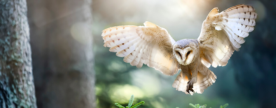 White owl hunting in a forest on a sunny day.