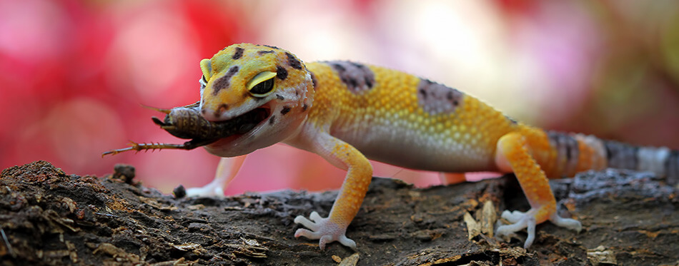 Leopard gecko eating insect on wood, animal closeup