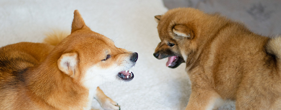 Pets are of the Shiba Inu breed.