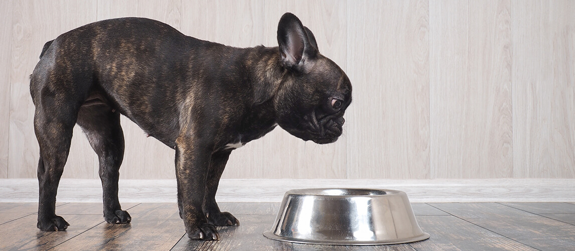 The dog looks at the bowl for food