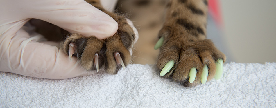 The veterinarian puts special caps on the cat's claws.