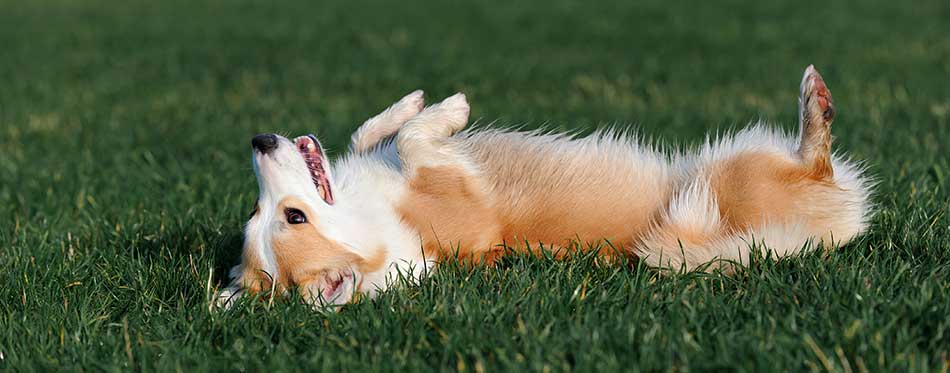 Welsh Corgi lies on his back in the grass