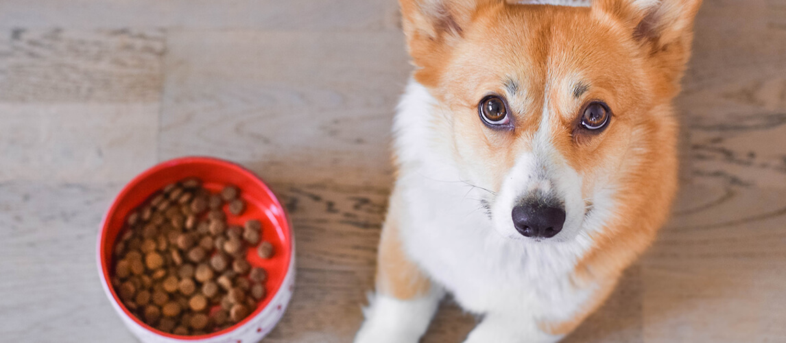 Welsh corgi pembroke dog lying down next to the bowl with dog dry food, kibble formula, looking to the camera and begging for food