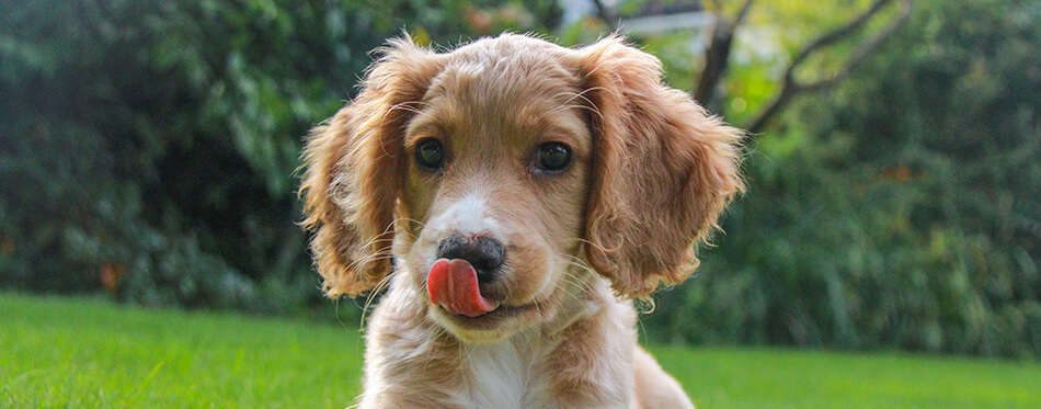 Working Cocker Spaniel Puppy Tongue