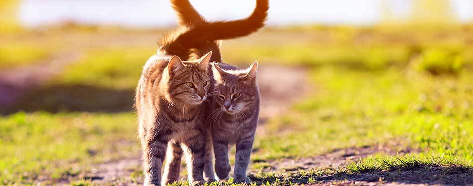 A pair of cute tabby cats walking on a sunny path in a warm spring garden