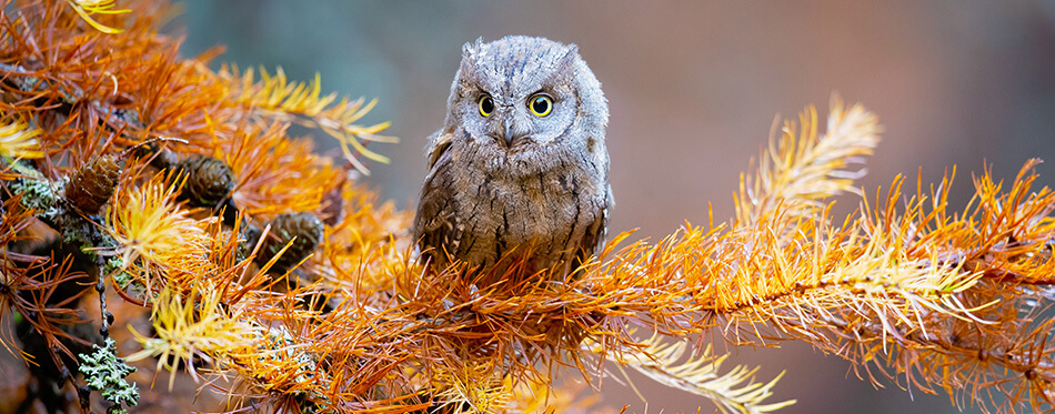 he Eurasian scops owl (Otus scops), also known as the European scops owl or just scops owl, is a small owl.