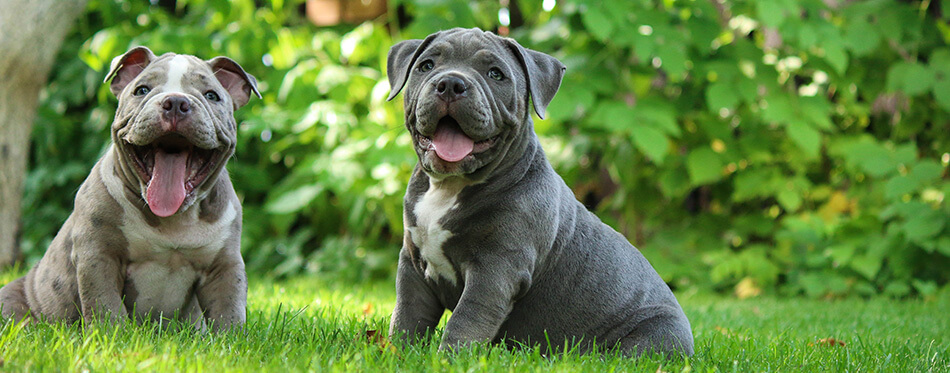 little american bully puppies playing