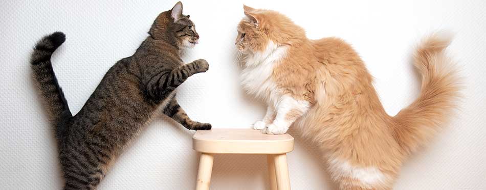 side view of two cats facing each other on a wooden stool in front of white wall