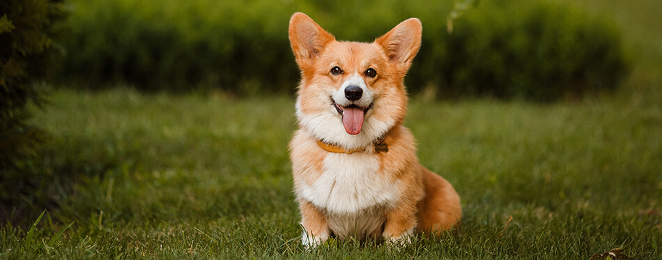 the Corgi dog sitting on the grass