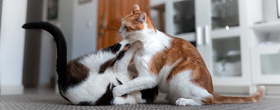 Two bicolor cats are playing on the carpet