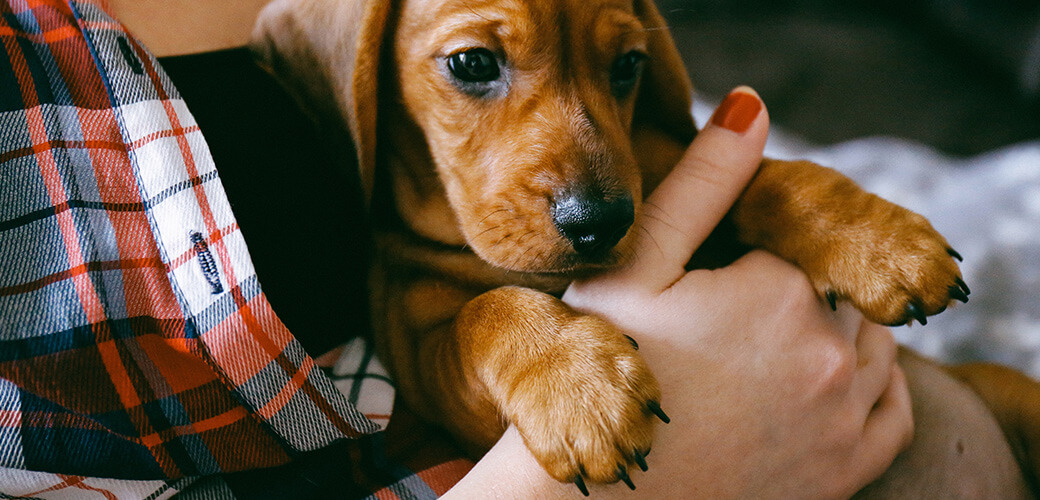 8 weeks old smooth hair brown dachshund puppy resting in the hands of its female owner in a colourful plaid shirt