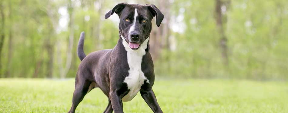 A black and white Pit Bull Terrier mixed breed dog with large floppy ears standing in a playful stance. She is standing in front of the forest on a grass field.